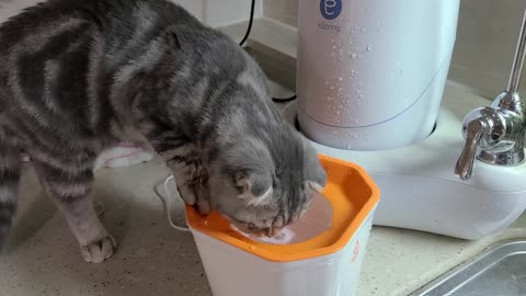 a cat playing in the water