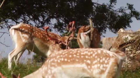 Fallow buck trying to remove velvet