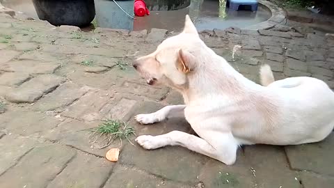 Cute Deshi White Dog Eating BISKUIT -it's Time to eat🍔🍔