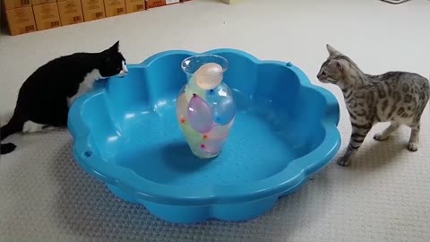 Bengal Kittens Vs Water Balloons StayHome