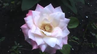 Beautiful peony rose in the garden [Nature & Animals]