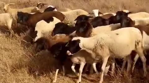 Dogs Controlling The Movement Of A A Flock Of Sheep