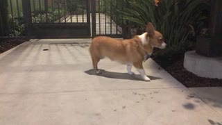 Corgi Meets Stray Cat