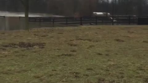 Ranch Owners Rescue Horses from Flooded Grounds