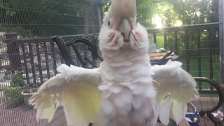 Angry bird in slow motion: cockatoo is furious
