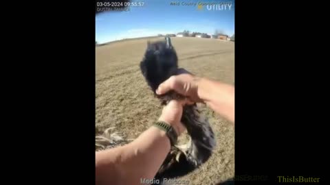 Weld County Colorado deputy wrangles escaped emu named Buddy