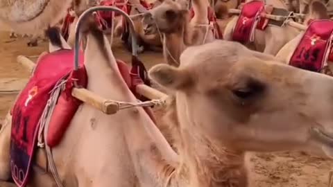thousands of camels