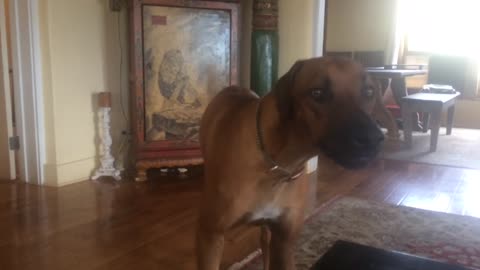 Ridgeback Talks And Listens, begs to play with bouncy ball.