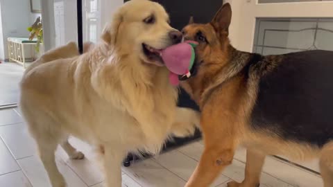 Golden retriever shockerd by German shepherd stels a His Toy