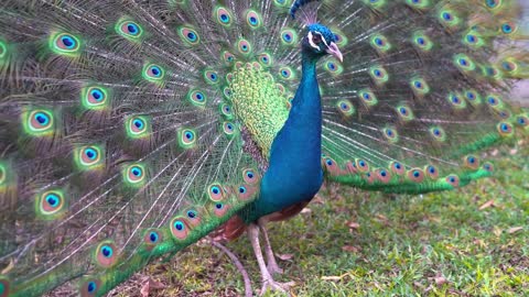 peacock-bird-feathers-elegance