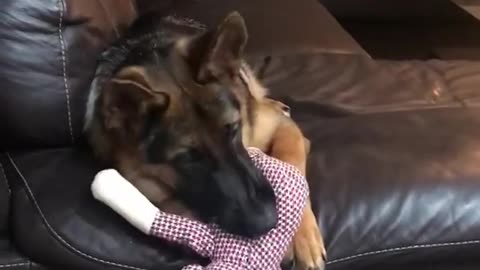 Dogy Like his TOy