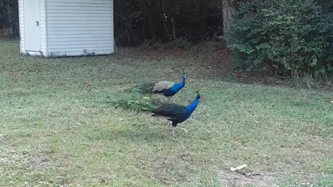 wild peacocks florida