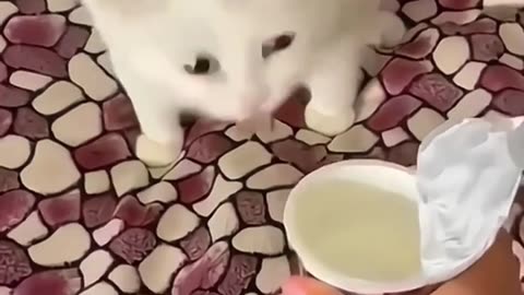 Gatos famintos