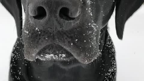 Black dog falling snow on nose in slomo