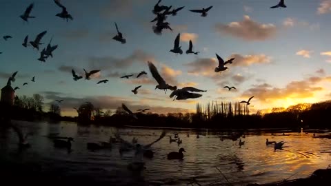 Sunset videos with Beautiful birds flying 🐦