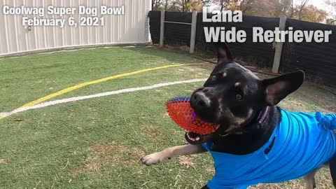 Coolwag Super Dog Bowl Starting Line Up featuring Hank, Lambo and Lana