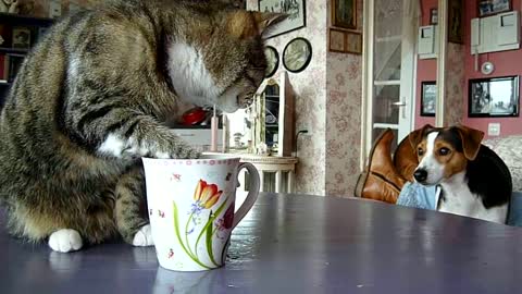 CAT AND CURIOUS DOG breakfast