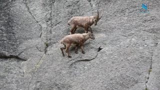 Mountain Climbing Goats | ibex cliff climing | Nature is Everything&&&