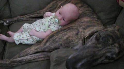 Panting Dog Rocks Baby To Sleep