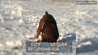 Cão mostra técnica peculiar para desenterrar bola na neve