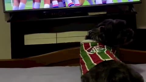 Intelligent Dog He knows Which team He Is Supporting
