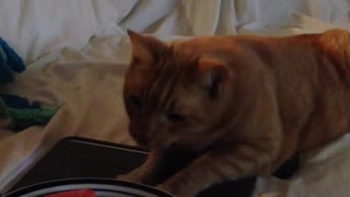 Cat trying to eat some watermelon but owner does not let him