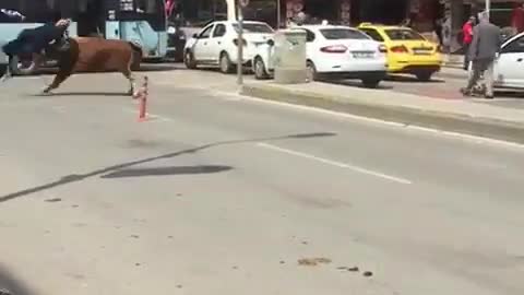 Cow hit a woman (real video)