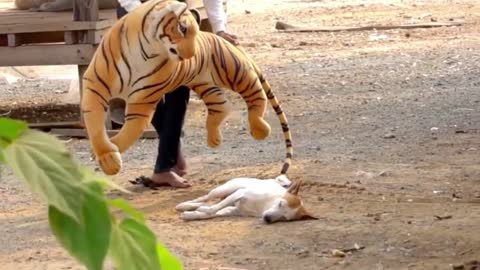 fake tiger prank dog funny prank