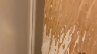 Dog Absolutely Destroys Bathroom
