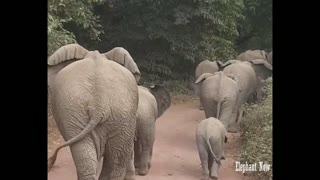 A group of elephants walking on the road to go to the jungle to eat, including a small elephant