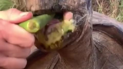 Best funny videos of animals in 2023
