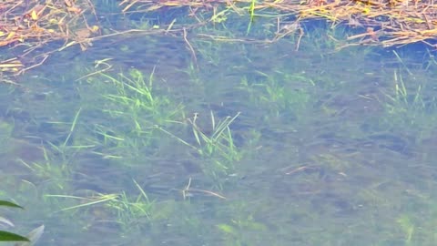 Hundreds of small fish in a river / beautiful mini fish in the water.