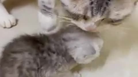 mom cat plays with baby kitty funny reaction