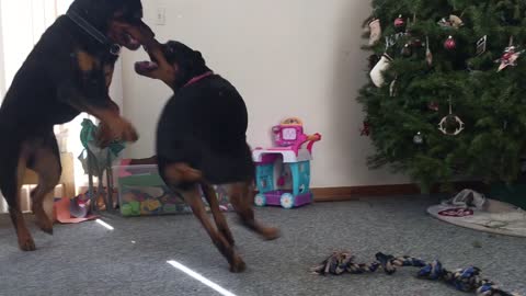 Young rottweilers love to play tag with each other