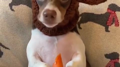 Carrots are a dog's favorite treat