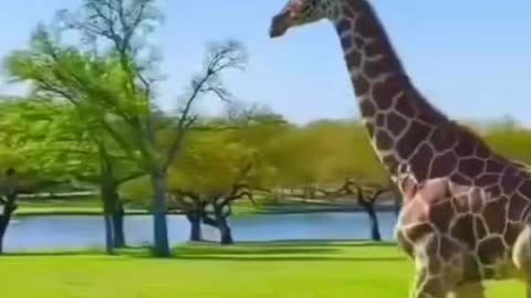 Beautiful animal giraffe