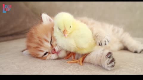 😘 So Cute 😍 3d Cat and Hen Baby Whatsaap Status Video