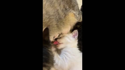 Funny cat videos compilation: funny cats, cute cats, baby cats