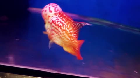 Lou han fish (flowerhorn) 28