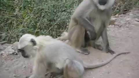 How clever are the Langur monkeys of Rishikesh India