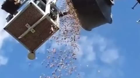 Wood Pecker Stores Over 100lbs Acorns In Antenna