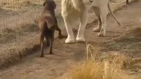 Can a dog and a lion live in harmony?