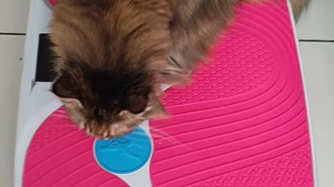 My Smart Cat Turn Off Vibration Machine