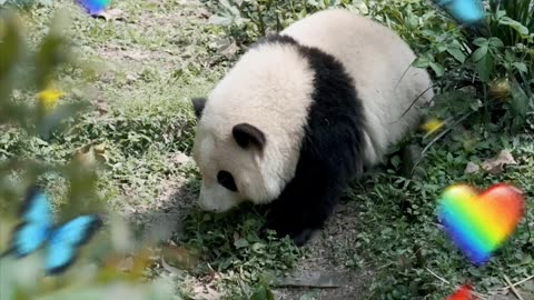China's national treasure giant panda is so cute