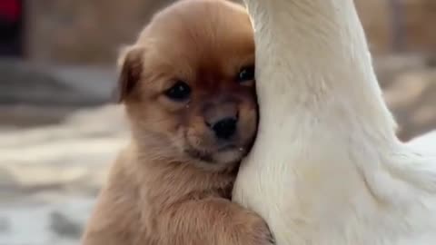 Weather is so cold and the puppy is looking for a warm duck