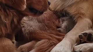 Golden Retrievers Learn to Share Newborn Kitten