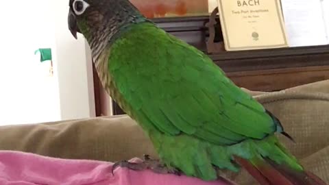 Parrot dances in sync with owner