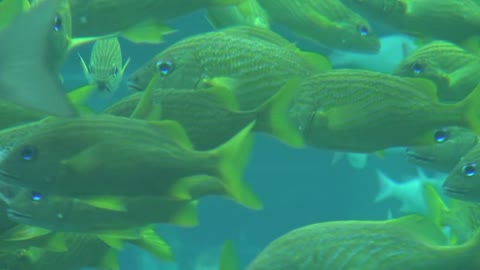 Closeup of School of Tropical Yellow Fish