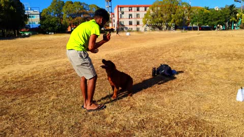 Watch the dog pick up the food