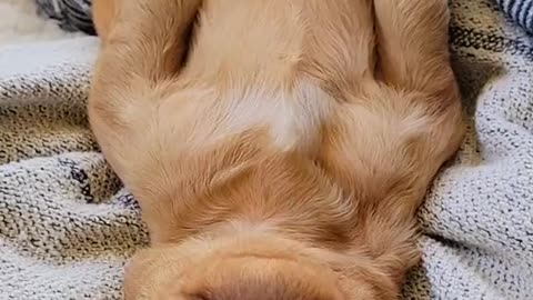 Golden Retriever Puppy Sleeps Soundly